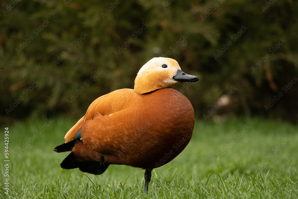 Red duck in the parks in the city of Dnipro in Ukraine in the spring on the road closeup Red duck in the parks in the city of Dnipro in Ukraine in the spring on the road closeup