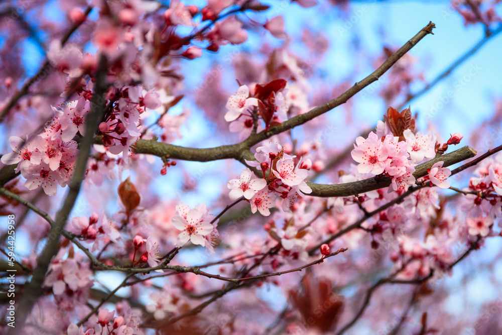 Spring alley of blossom pink cherry trees in Poland Spring alley of blossom pink cherry trees in Poland
