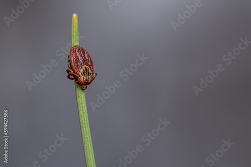 tick season, sheep tick (Ixodes ricinus)  on the grass
