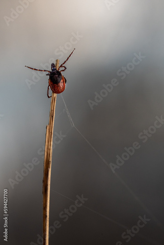 tick season, sheep tick (Ixodes ricinus)  on the grass