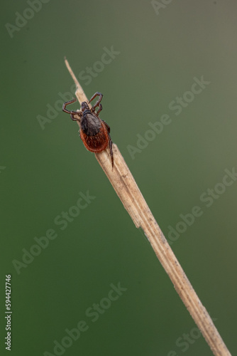 tick season, sheep tick (Ixodes ricinus)  on the grass
