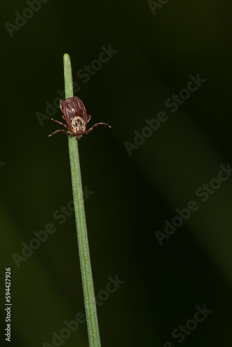 tick season, sheep tick (Ixodes ricinus)  on the grass