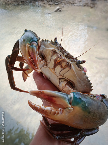 close up of a crab, giant mud crab catching at sea