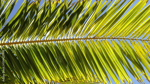 palm tree leaf against the sun