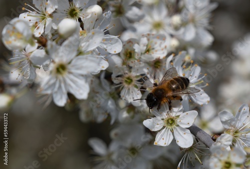 Wild Bee visiting a May Flower tree