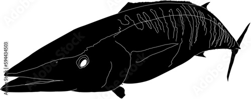 A Wahoo fish silhouette outlined in white