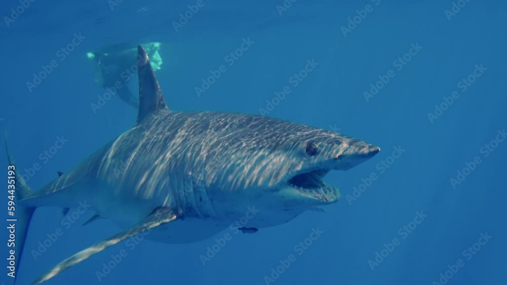 Vídeo do Stock Closeup of great white shark mako swimming underwater