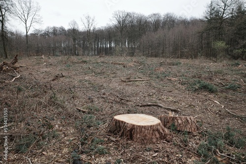 Cuadro en lienzo Freie Fläche im Wald nach Rodungsarbeiten