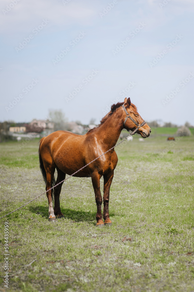 Obraz premium Beautiful young strong brown horse, stallion walks, grazes in a meadow with green grass in a pasture, nature. Animal photography, portrait, wildlife, countryside.