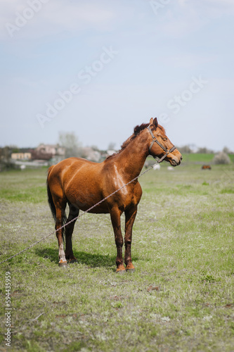 Beautiful young strong brown horse, stallion walks, grazes in a meadow with green grass in a pasture, nature. Animal photography, portrait, wildlife, countryside.
