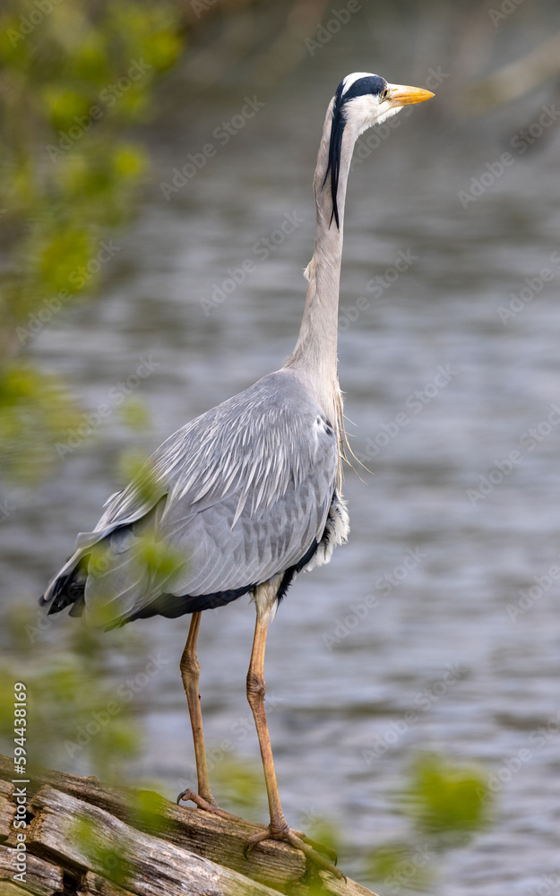 Naklejka premium grey heron fishing from the lakeside
