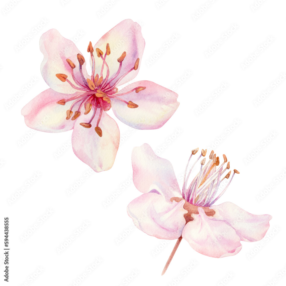 Watercolor spring sakura flowers, japanese cherry. Illustrations of blooming realistic rose petals, flowers, branches, cherry leaves. Elements isolated on white background
