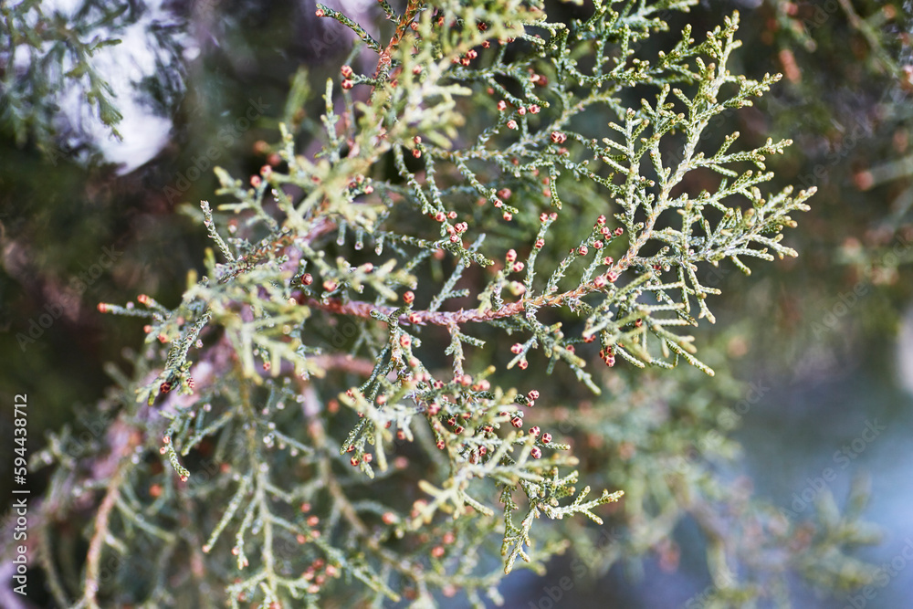 Close up of an Arizona Juniper tree's needles
