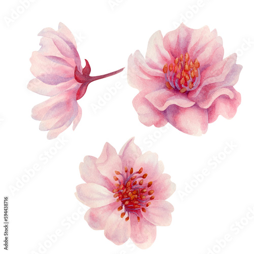 Watercolor spring sakura flowers  japanese cherry. Illustrations of blooming realistic rose petals  flowers  branches  cherry leaves. Elements isolated on white background