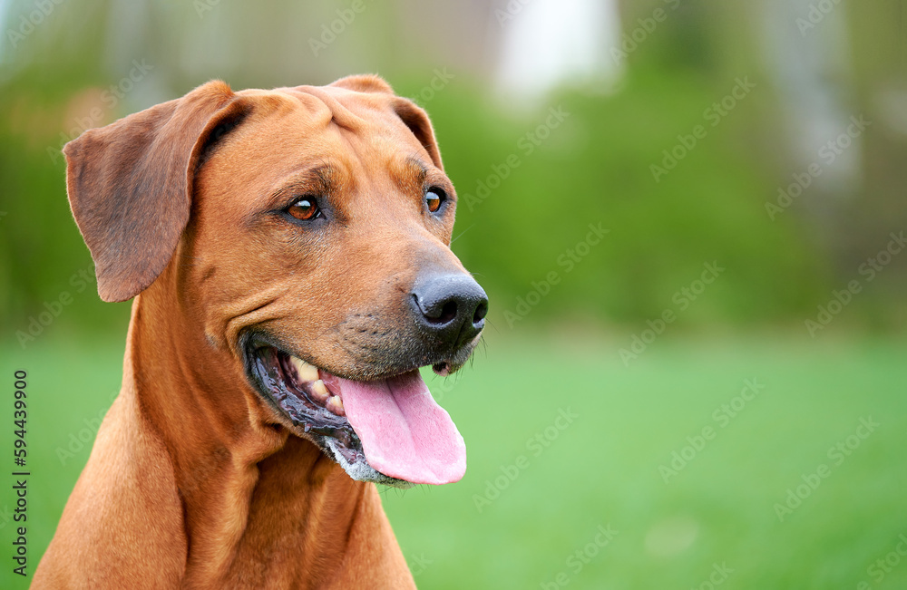 Close-up portrait of happy dog on natural green background Rhodesian ridgeback