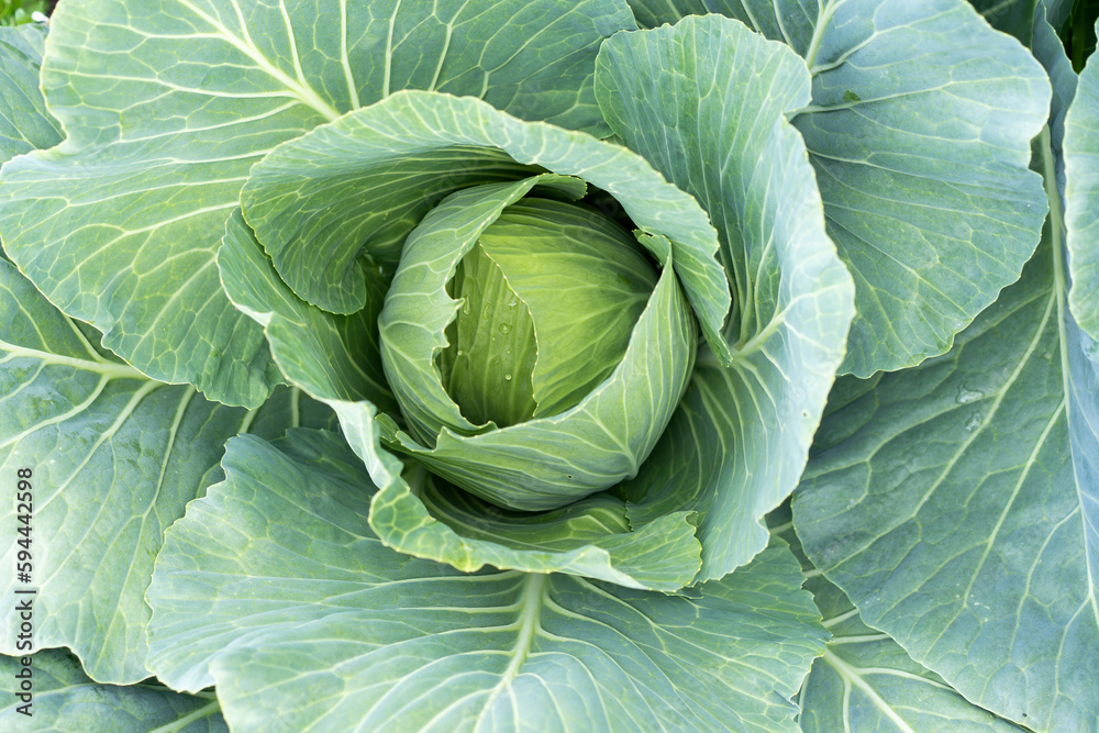 Fototapeta premium large green cabbage ovary in the garden or orchard, farm eco vegetables