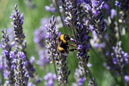 Fototapeta Naklejka Na Ścianę i Meble -  Bumblebee pollinating Lavender plants. Macrophotography.