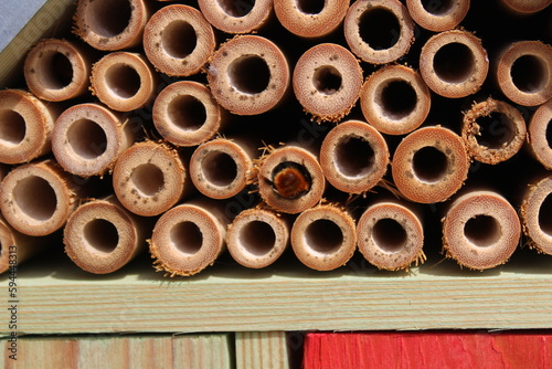 Mauerbiene an einem Insektenhotel photo
