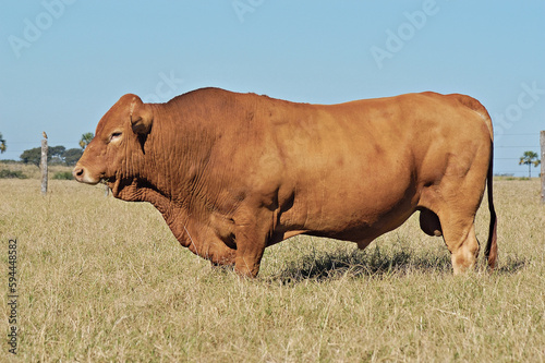 Touro Caracu em pasto verde  photo