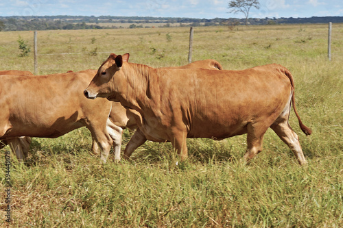 Vaca Caracu - Brangus em pasto verde