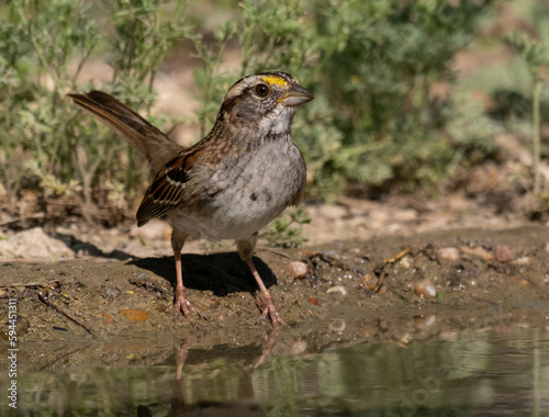 Adult White-Throated Sparrow Standing at Waters Edge