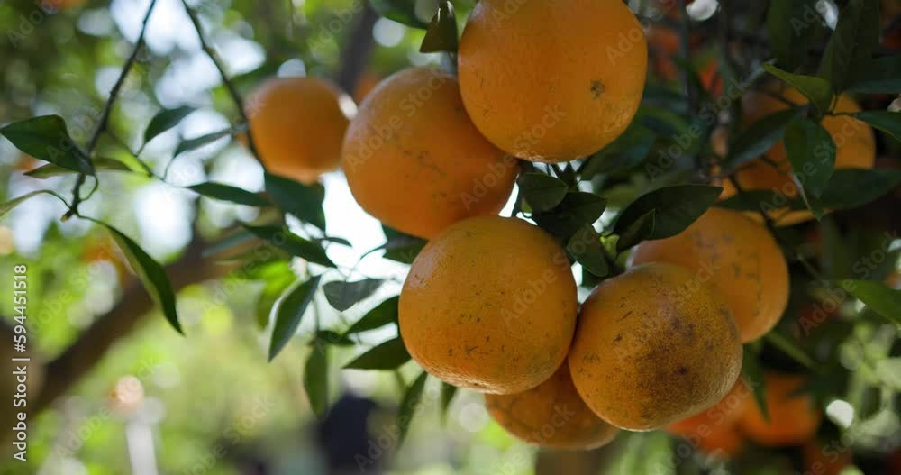 Orange tree in orange garden Orange tree in orange garden