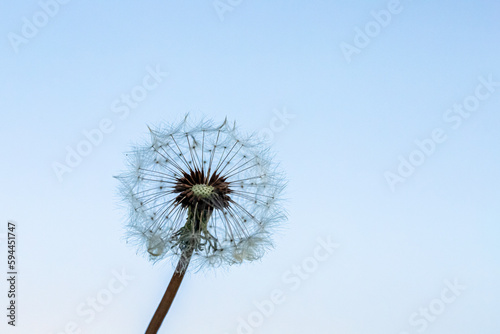 Fototapeta Naklejka Na Ścianę i Meble -  Dandelion on blue sky background