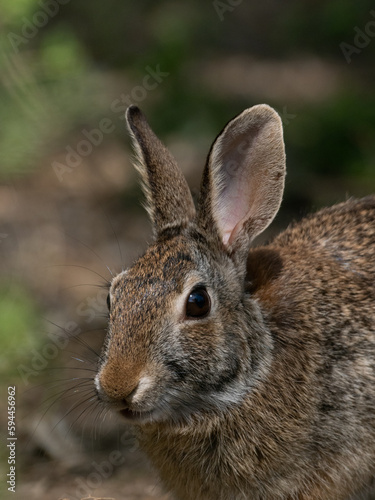 Close Up of the Head and Chest of an Eastern Cottontail Rabbit in the Wild