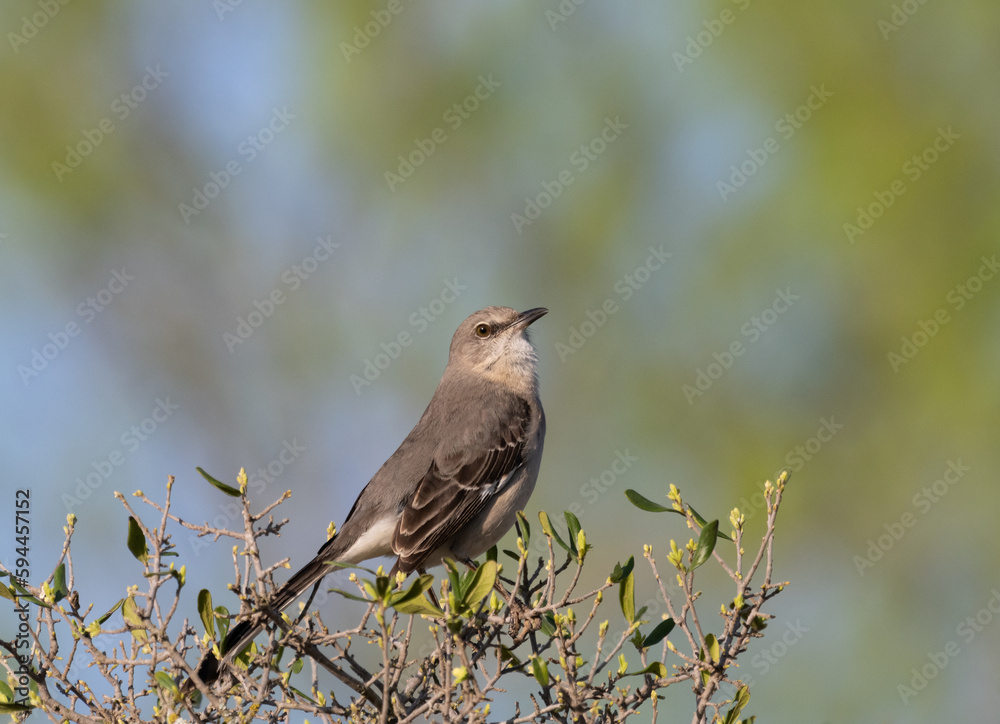 Northern Mockingbird Perched in a Tree with Sparse Leaves and Buds Northern Mockingbird Perched in a Tree with Sparse Leaves and Buds