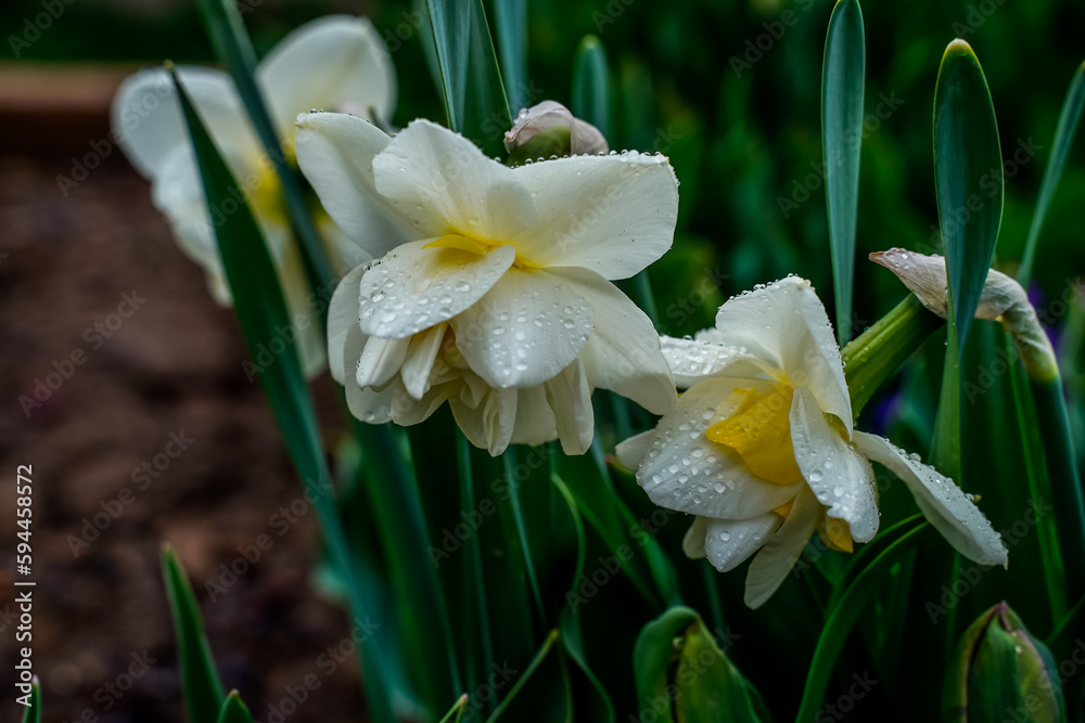 Daffodils after the rain. Close up image of white daffodil flowers with yellow centers. Daffodils after the rain. Close up image of white daffodil flowers with yellow centers.