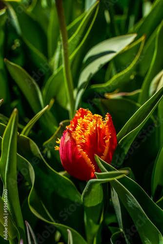 Red and yellow  fringed  tulip beginning to bloom in an outdoor flower garden.