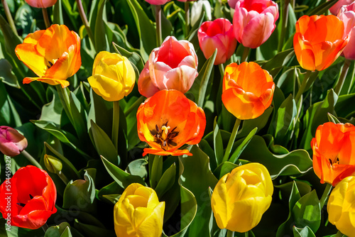 Colorful flower bed full of tulips that are blooming.