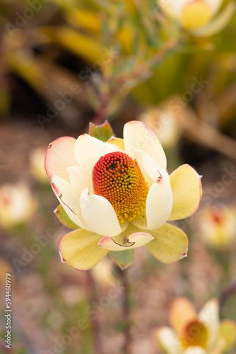 Macro shot of a cone bush flower photo