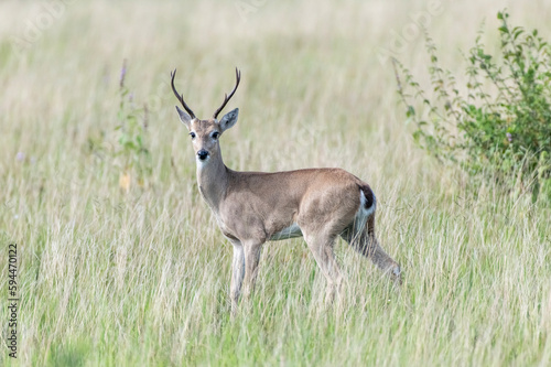 deer in the grass