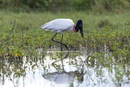 wild bird walking