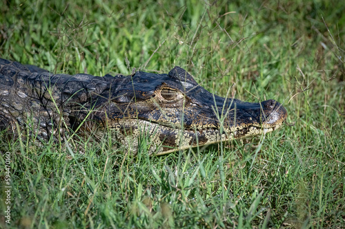 crocodile in the grass