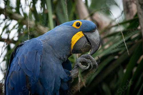 blue and yellow macaw