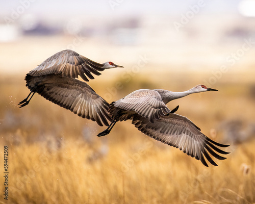 Sandhill Cranes - Grus canadensis - taking flight on overcast morning during spring migration Monte Vista National Wildlife Refuge Monte Vista, Colorado