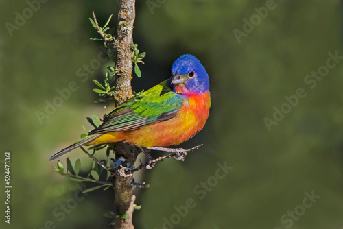 Painted bunting foraging in brush country near the Rio Grande, Texas.