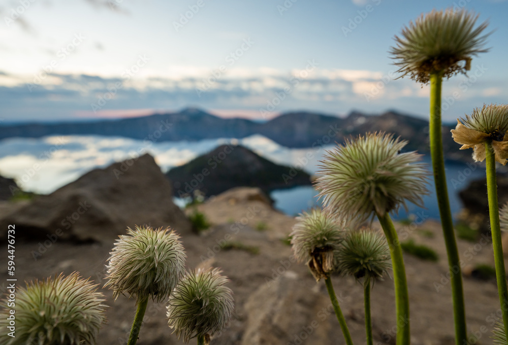 Group Of Western Seedhead Plants Grow Over Wizard Island In Crater Lake