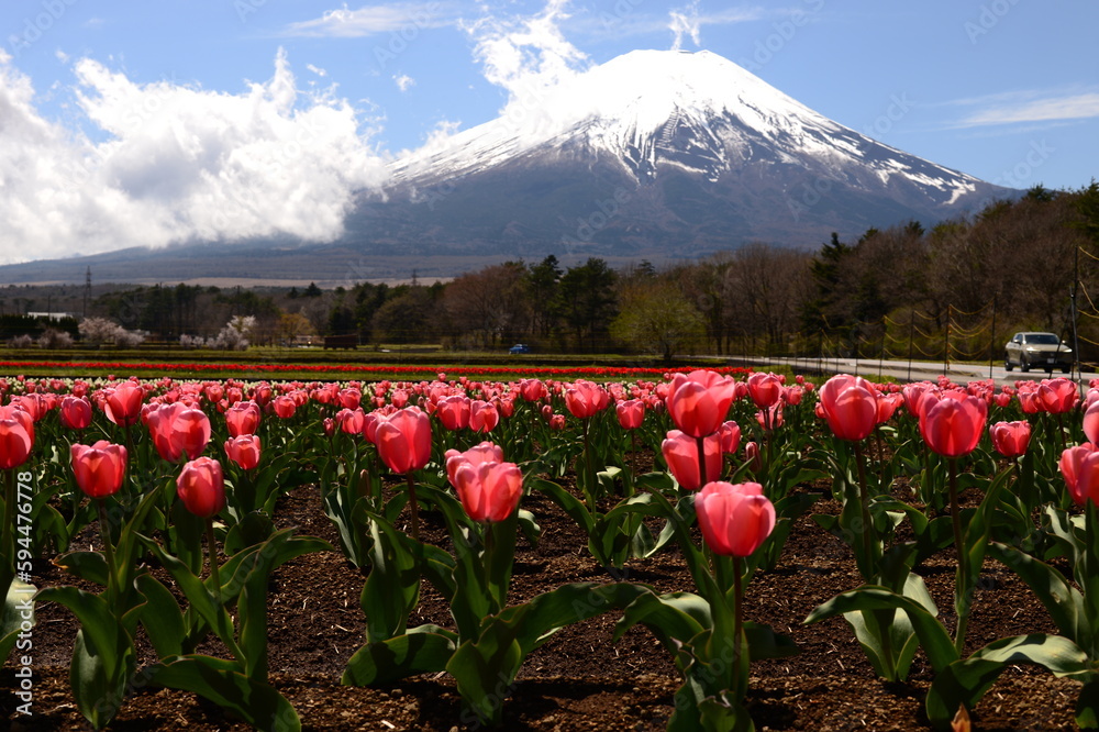 富士山とチューリップ
