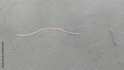 Earthworm crawling the a underwater