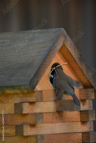 Bird building nest in birdhouse