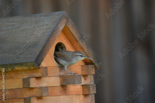 Bird building nest in birdhouse