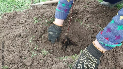 Woman planting tree seedlings in the ground