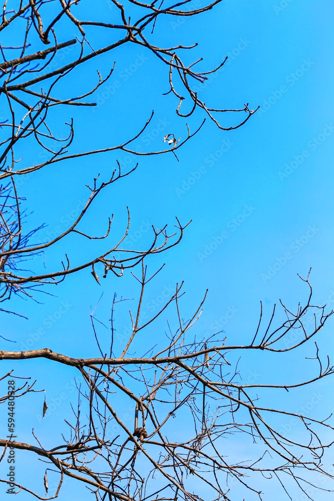 An Automn shape of a tree An Automn shape of a tree