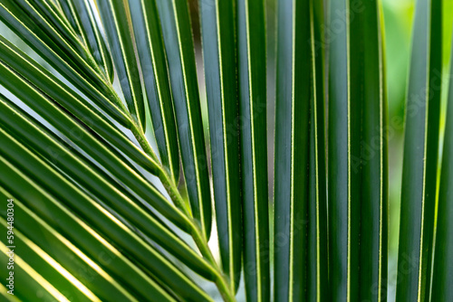 Fototapeta Naklejka Na Ścianę i Meble -  close up view of nice green coconut leaf