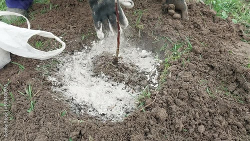 Woman planting tree seedlings in the ground