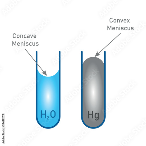 Adhesion and cohesion of water. Concave and convex meniscus. Vector illustration isolated on white background.