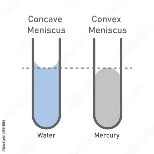 Adhesion and cohesion of water. Concave and convex meniscus. Vector illustration isolated on white background.